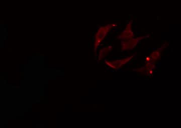 HOXB2 Antibody