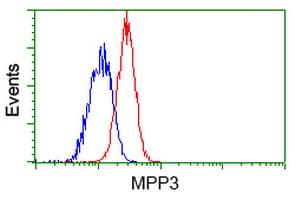 MPP3 Antibody (clone OTI8F1)
