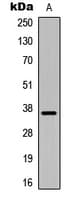 Polyclonal Rabbit anti-Human IGFBP1 Antibody (Internal, IF, WB)
