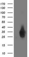 Monoclonal Mouse anti-Human DUPD1 Antibody (clone OTI6C6, IF, WB)