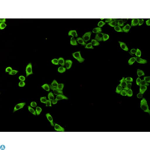 EEF2 / Elongation Factor 2 Antibody