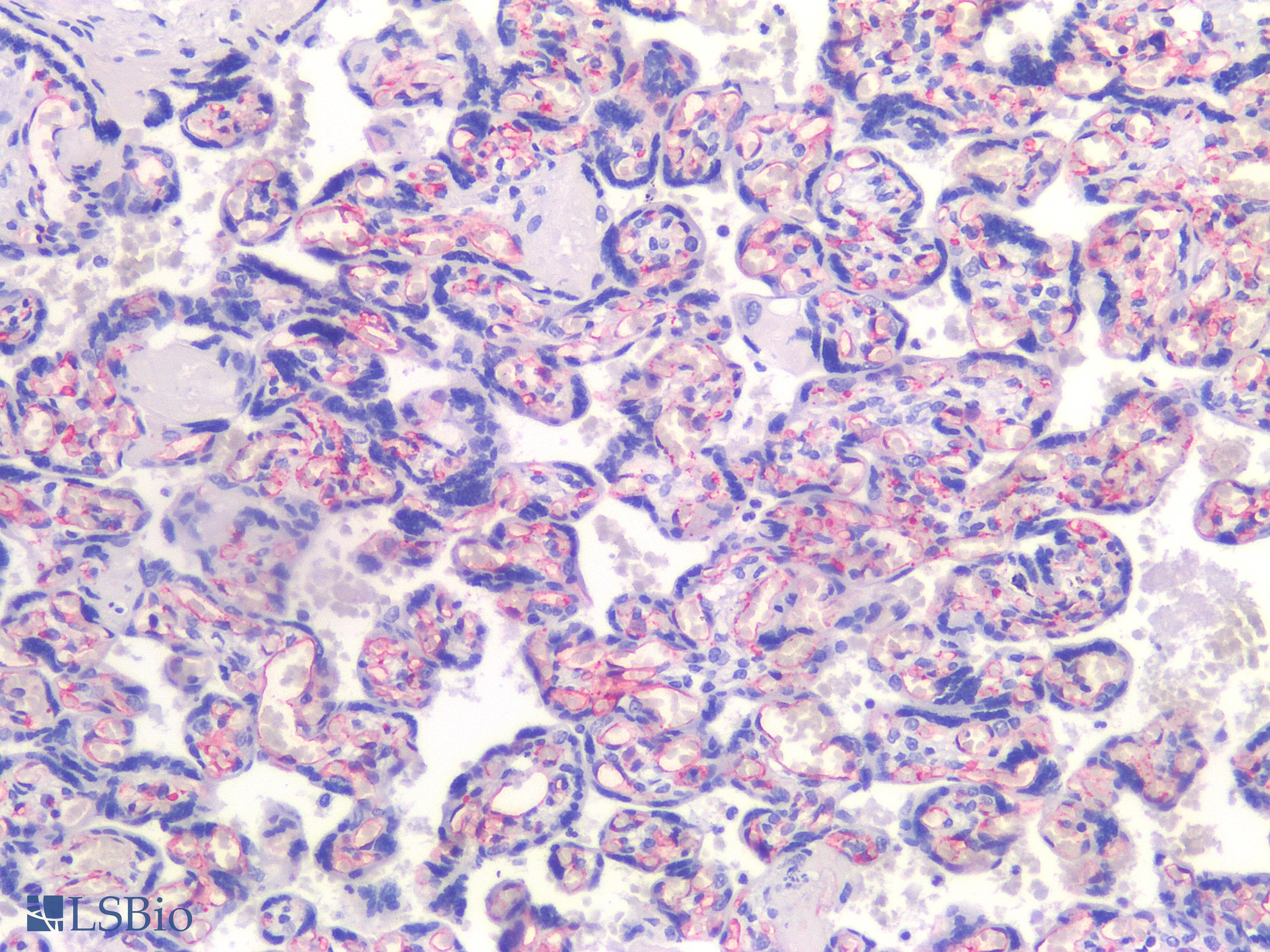 PathPlus™ PECAM-1 / CD31 Antibody (clone 1D2-1A5)