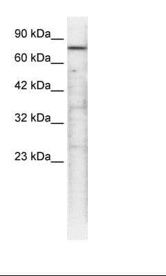 TRAP1 / HSP75 Antibody (aa41-90)