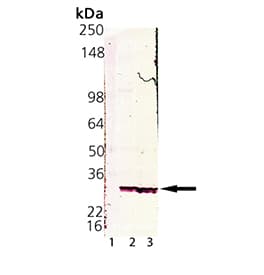 Monoclonal Mouse anti-Human PSMA4 Antibody (clone MCP34, IHC, WB)