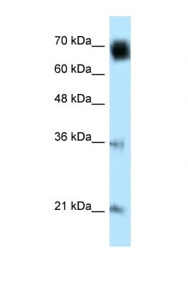 GLMN Antibody (aa436-479)