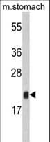 IHC-plus™ FKBP11 Antibody (aa52-82)