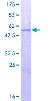 Human SCG5 / 7B2 Protein (Recombinant GST)