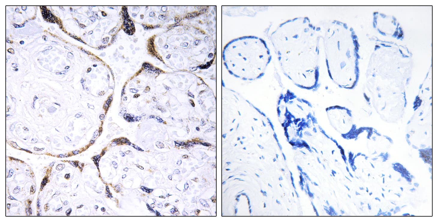 POFUT2 Antibody (aa361-410)