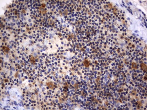 RAPGEF1 Antibody (clone UMAB140, Carrier-free)