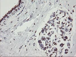 TLE1 / TLE 1 Antibody (aa180-460, clone OTI1F5)