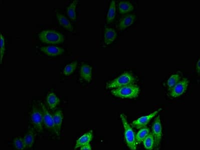 DEFB1 / BD-1 Antibody