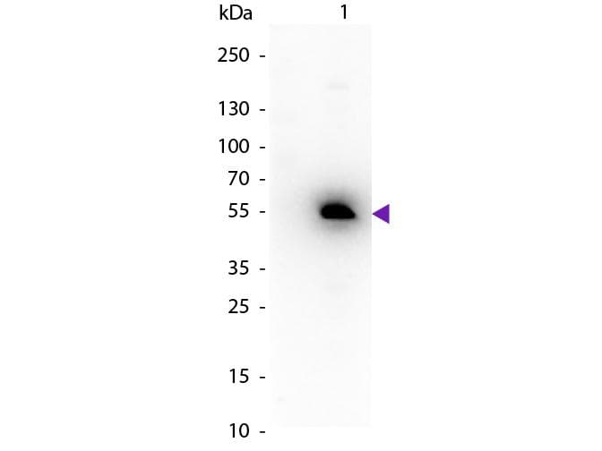 Rabbit Anti-Mouse IgG1 Secondary Antibody (HRP)
