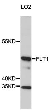 FLT1 / VEGFR1 Antibody