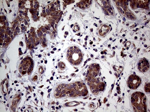 MAPK8IP1 / JIP1 Antibody (clone OTI1D9)