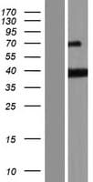 PURG Protein (Over-Expression Lysate Myc-DDK (Flag))