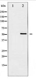 SRC Antibody