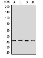 ACTR1A / Centractin Antibody
