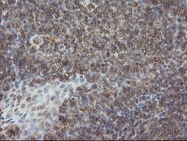 PHF7 Antibody (clone OTI1G9)