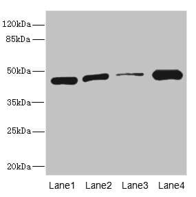 ITPK1 Antibody