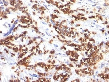 MFGE8 /Lactadherin Antibody (clone MFG-06)
