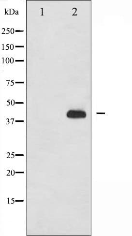 IKBKG / NEMO / IKK Gamma Antibody