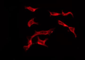 OR4C13 Antibody