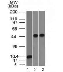 SERPINA1 / Alpha 1 Antitrypsin Antibody (clone AAT/1378, Azide-free, BSA-free)