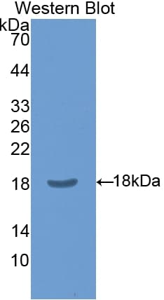 CLIC4 Antibody (aa104-253)