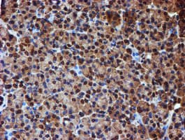 Endonuclease G / ENDOG Antibody (clone OTI5F1)