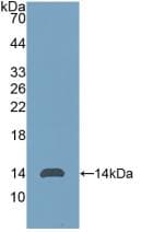THY1 / CD90 Antibody (aa20-133, Cy3)