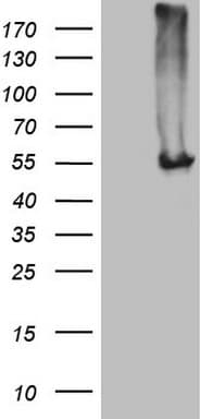 NARS2 Antibody (clone OTI5A9)