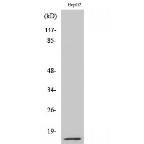 MIF Antibody (Internal)