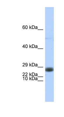 EDF1 / MBF1 Antibody (C-Terminus)