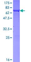 Human ADH2 / ADH1B Protein (Recombinant GST)