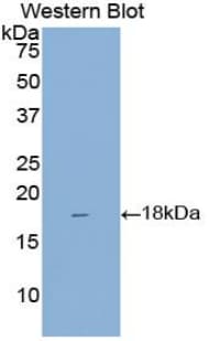 REG3G Antibody (aa45-152)