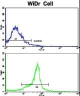 PTP4A2 / PRL-2 Antibody (aa32-59)