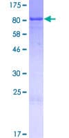 Human CEP70 Protein (Recombinant GST)