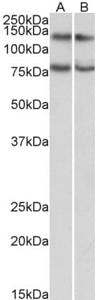 IHC-plus™ CAPRIN1 Antibody