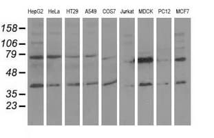CBWD1 Antibody (clone OTI4E8)