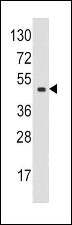 EIF4A1 Antibody (aa1-30)