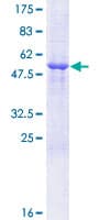 Human IFI30 / IP30 Protein (Recombinant GST)