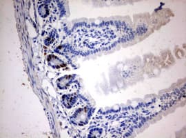 BrdU Antibody (clone 2B12)