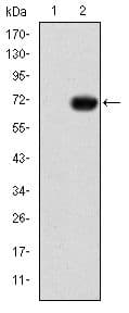 GATA5 Antibody (clone 1B11)