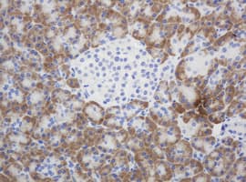 SYT4 Antibody (clone OTI2B8)