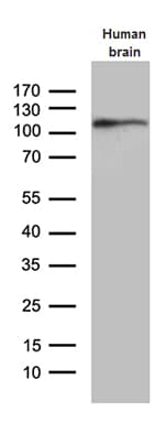 Monoclonal Mouse anti-Human AGO1 / EIF2C Antibody (clone OTI2E8, Carrier-free, aa226-490, WB)