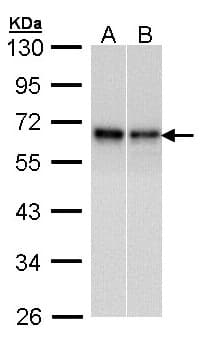 Polyclonal Rabbit anti-Human RAD9A / RAD9 Antibody (aa197-421, IHC, WB)