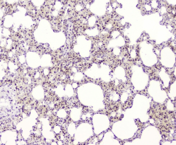 BAG6 / G3 / Scythe Antibody