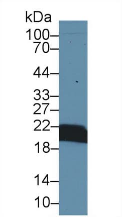 PPIB / Cyclophilin B Antibody (aa34-216, Biotin)