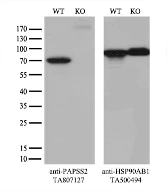 PAPSS2 Antibody (aa1-247, clone OTI6H10)