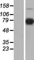 AKAP17A / 721P Protein (Over-Expression Lysate Myc-DDK (Flag))